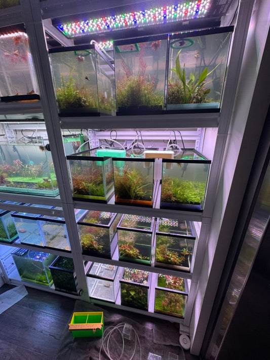 Shelves of aquarium tanks showcasing modular aquatic planting system modules