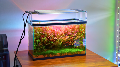 MODULAR PLANTED FLOOR™ - Starter Planting Module (Imagitarium 5.5 gal)