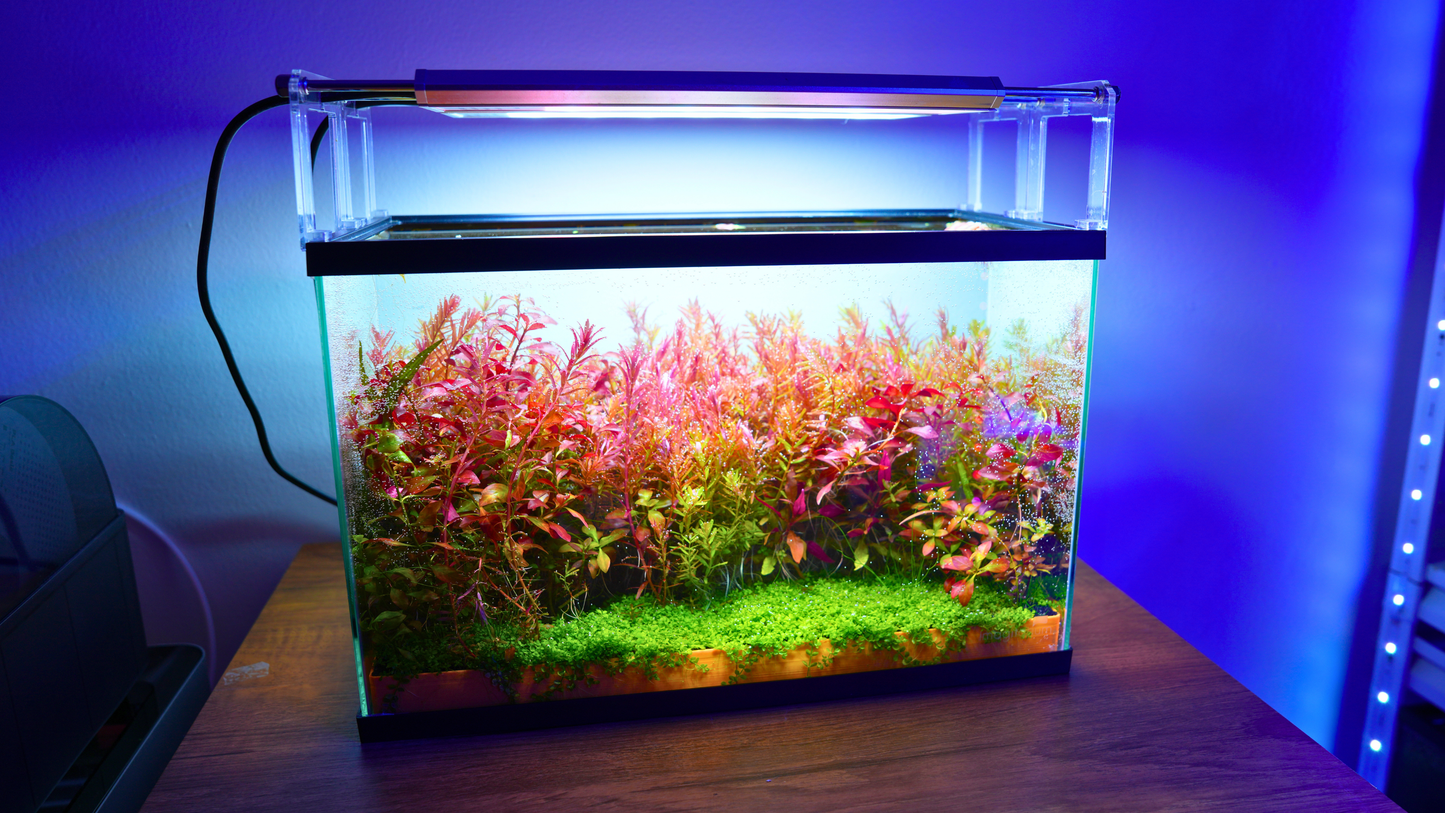 MODULAR PLANTED FLOOR™ - Starter Planting Module (Imagitarium 5.5 gal)