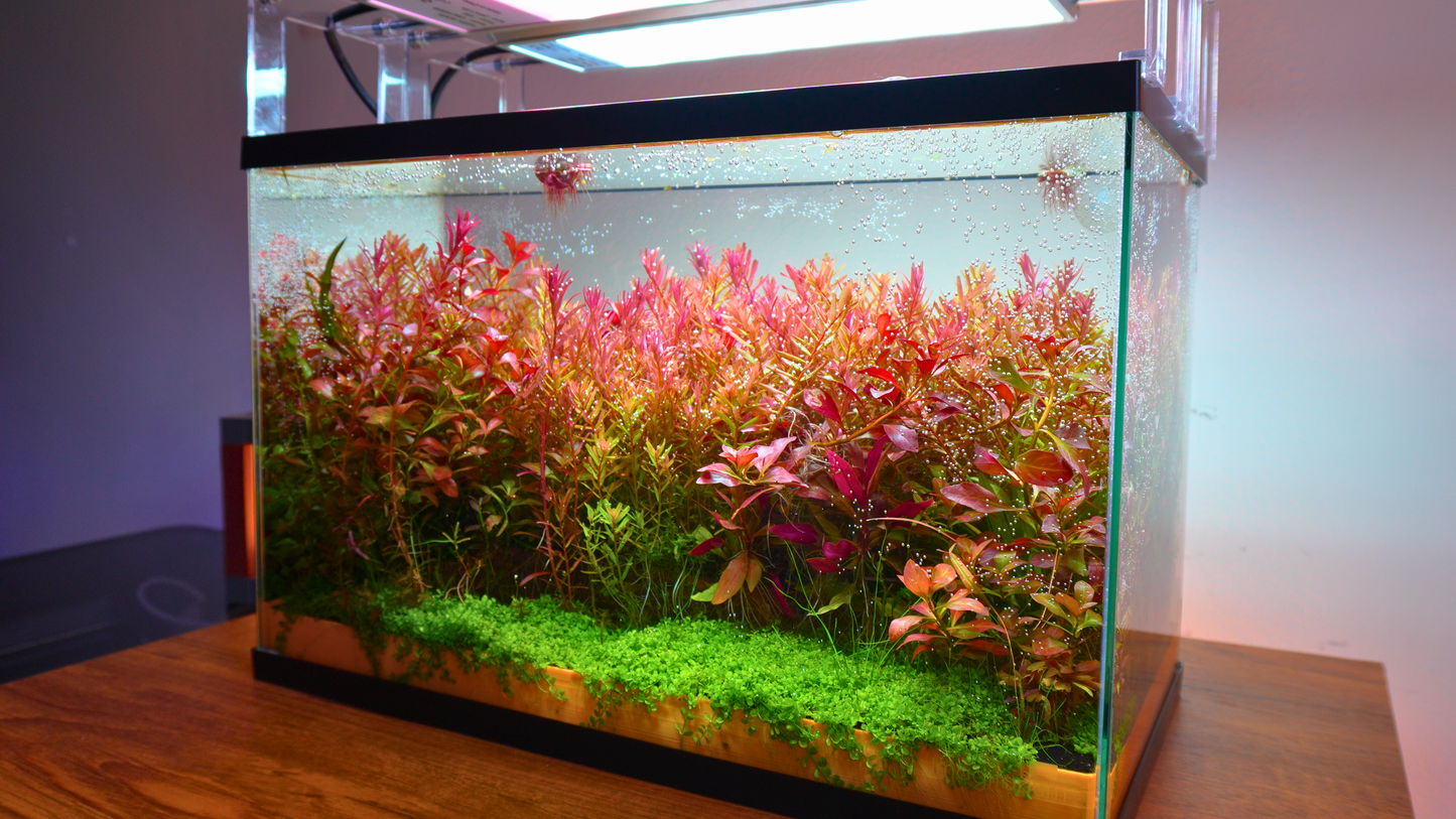 MODULAR PLANTED FLOOR™ - Starter Planting Module (Imagitarium 5.5 gal)