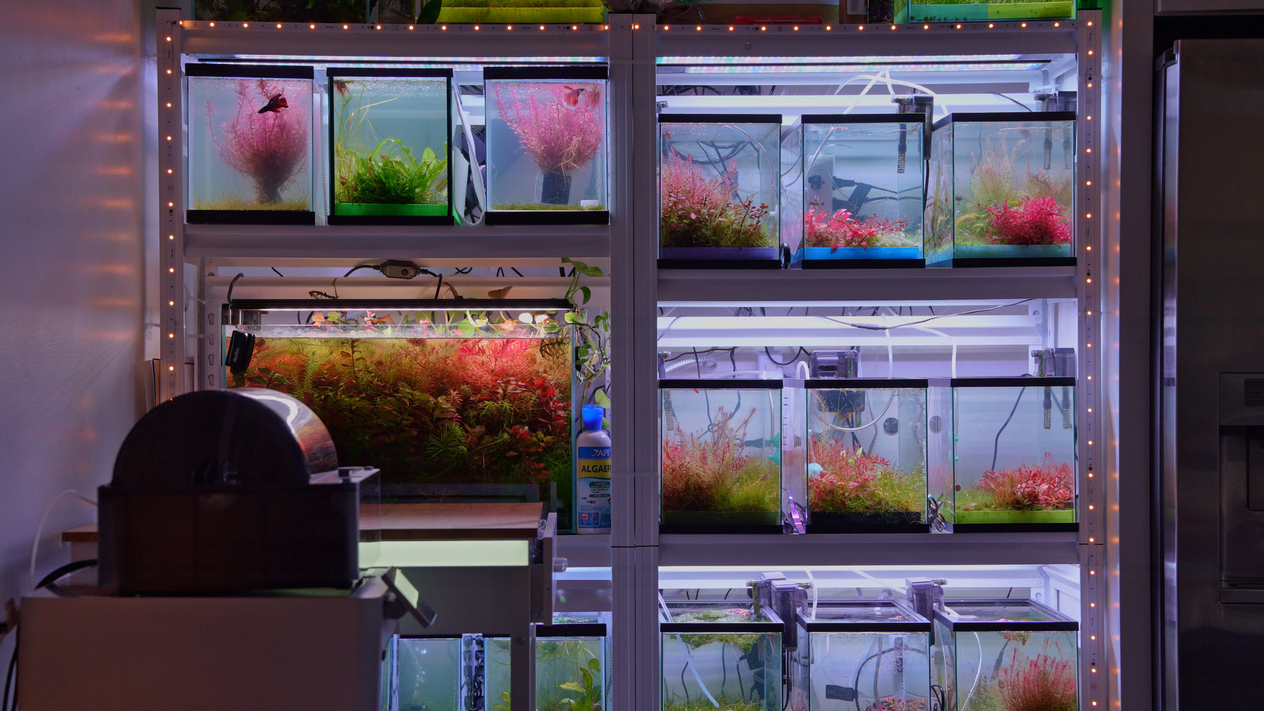 A finished planted cube aquarium with a bright green carpet growing from a row of Modular Planted Floor modules and red stem plants behind