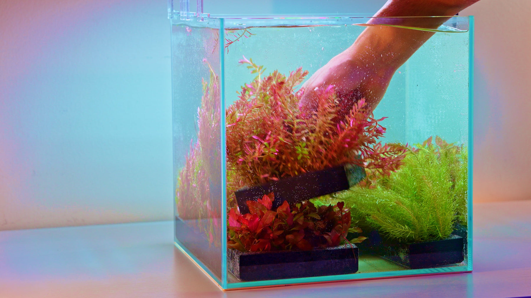 A finished planted cube aquarium with a bright green carpet growing from a row of Modular Planted Floor modules and red stem plants behind