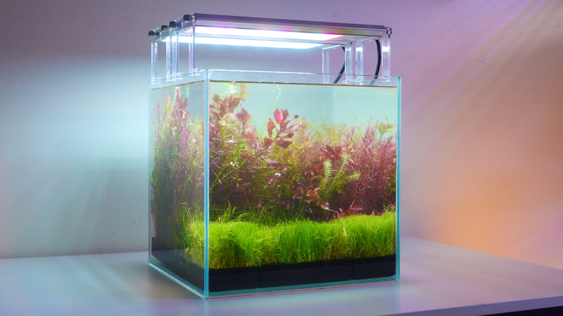 A row of Modular Planted Floor modules seated on the aquarium floor with a dense green carpet grown over them