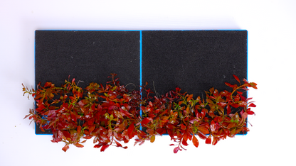 MODULAR PLANTED FLOOR™ - Starter Planting Module (Imagitarium 5.5 gal)