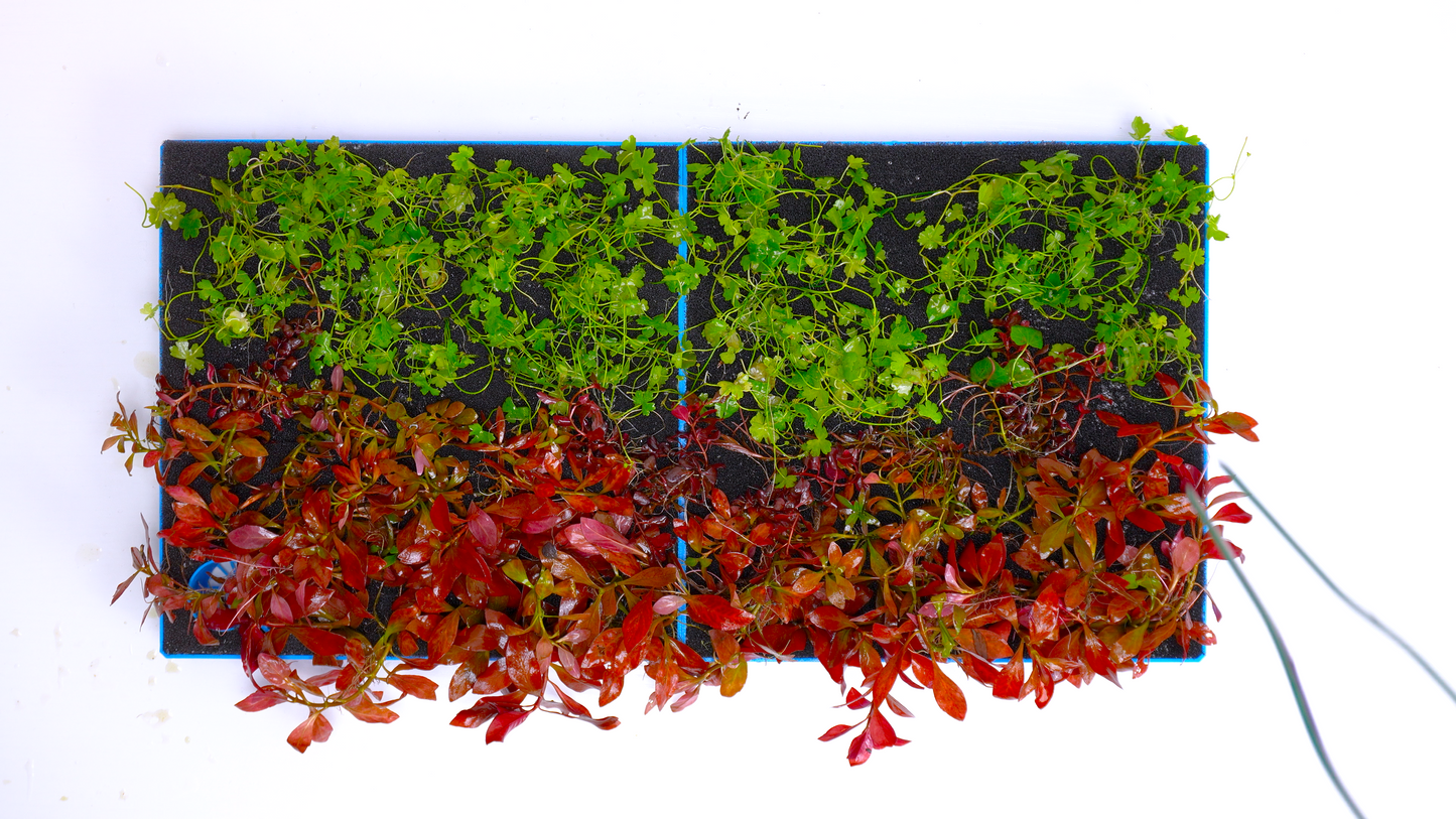 MODULAR PLANTED FLOOR™ - Starter Planting Module (Imagitarium 5.5 gal)