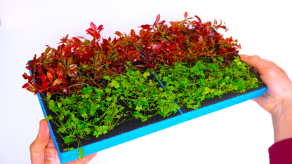 MODULAR PLANTED FLOOR™ - Starter Planting Module (Imagitarium 5.5 gal)