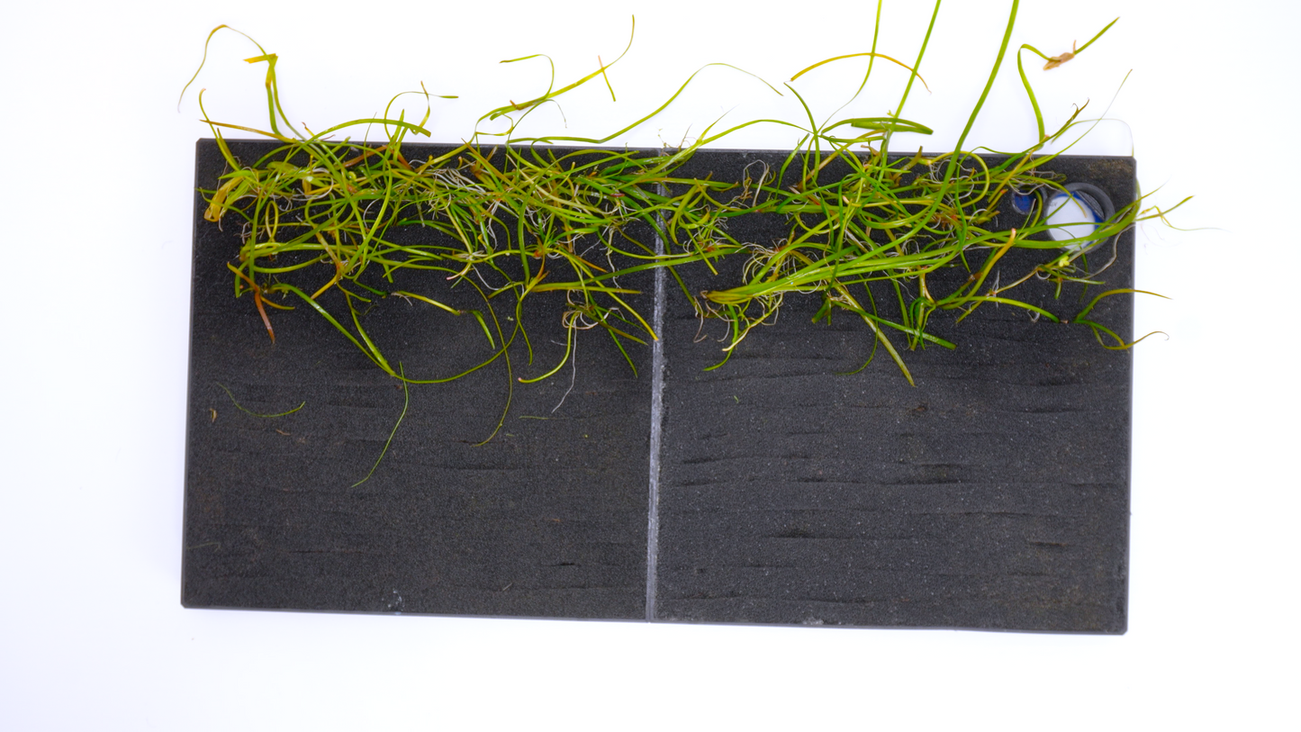 MODULAR PLANTED FLOOR™ - Starter Planting Module (Imagitarium 5.5 gal)