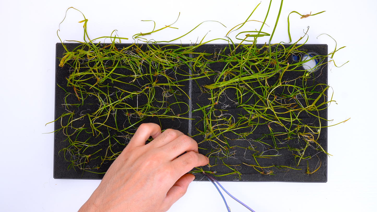 MODULAR PLANTED FLOOR™ - Starter Planting Module (Imagitarium 5.5 gal)