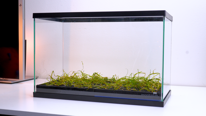 MODULAR PLANTED FLOOR™ - Starter Planting Module (Imagitarium 5.5 gal)
